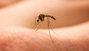 Τα κουνούπια τίγρεις ευθύνονται για κρούσματα δάγκειου πυρετού στην Ευρώπη