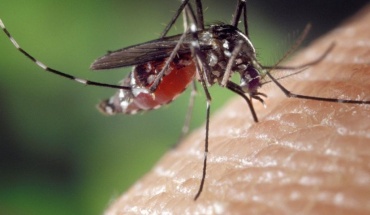 Δήμος Λευκωσίας: Mέτρα πρόληψης για προστασία από τα κουνούπια