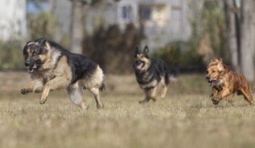 Εκδήλωση «Green Woofs» στο Πάρκο Σκύλων Γερμασόγειας