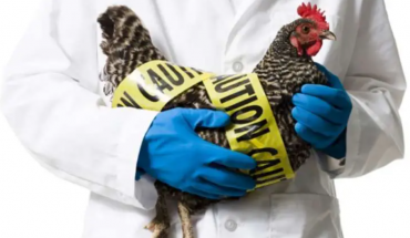Ερωτήσεις και απαντήσεις για τη γρίπη των πτηνών από την Ελληνική Εταιρεία Λοιμώξεων