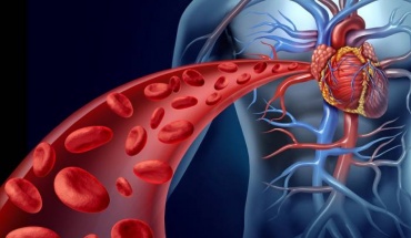Μικροβίωμα του εντέρου: Επηρεάζει την καρδιαγγειακή υγεία και τη γήρανση